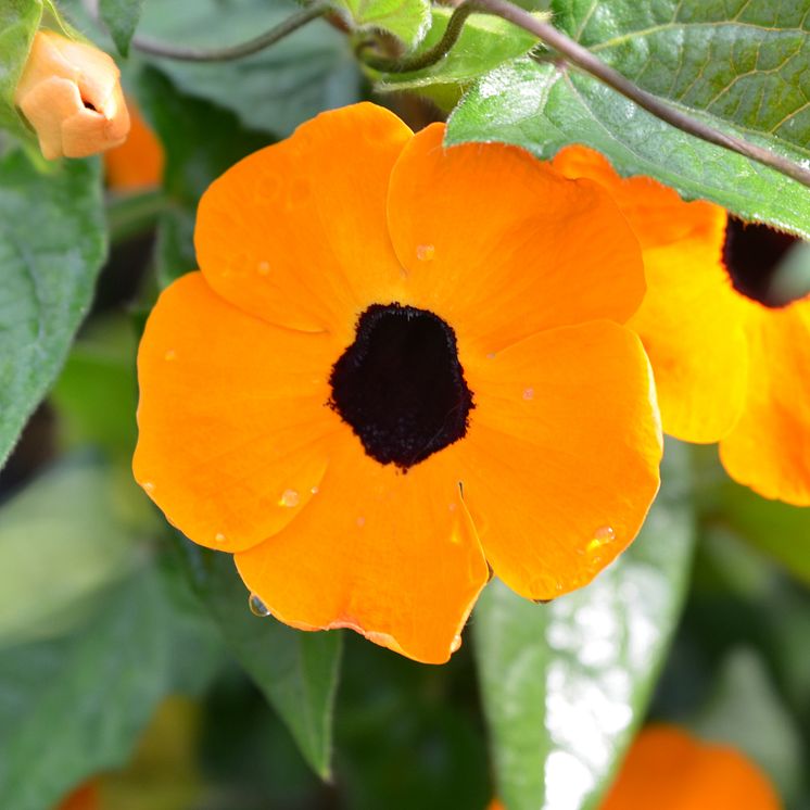 30 Thunbergia alata CloseUp orange