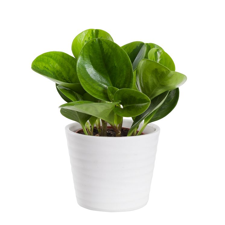 Peperomia