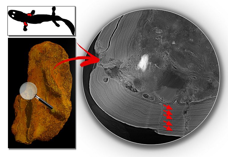 Image 1 - Sanchez et al Nature