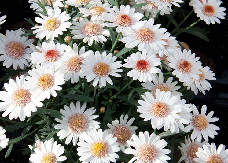  Argyranthemum LaRita Toffe