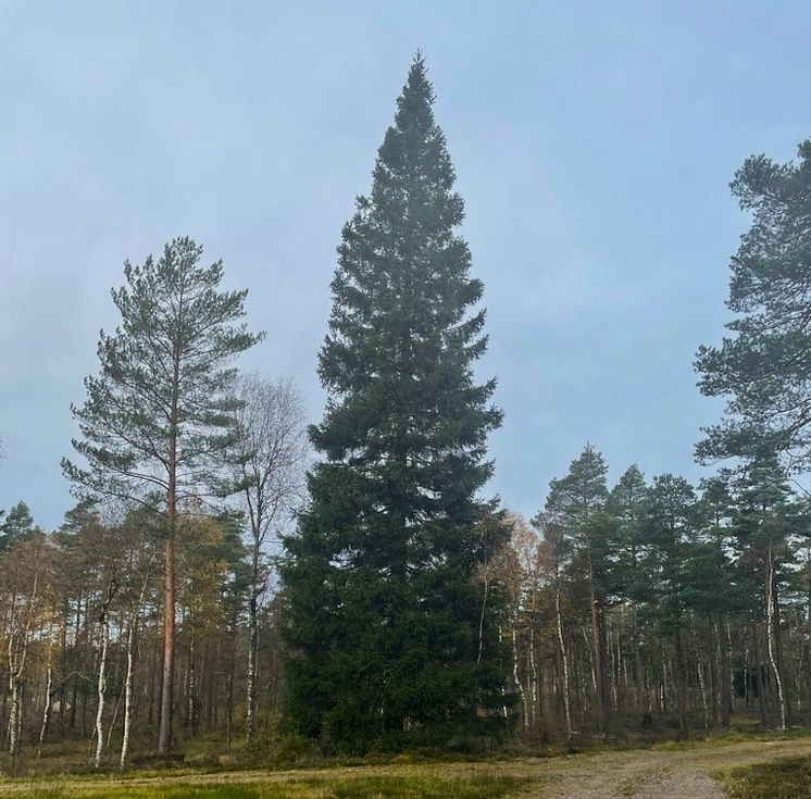 BESKUREN BILD av Göteborgs Stads julgran som ska stå på Gustav Adolfs torg 2023 Bild Göteborgs Stad