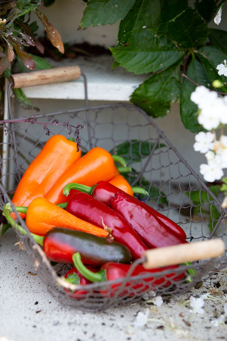 Paprika