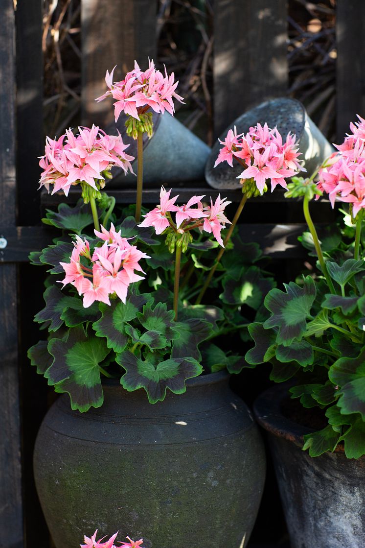 Årets Pelargon 2025 25 Pelargonium Summer Twist Rose foto annikasnaturligating.jpg