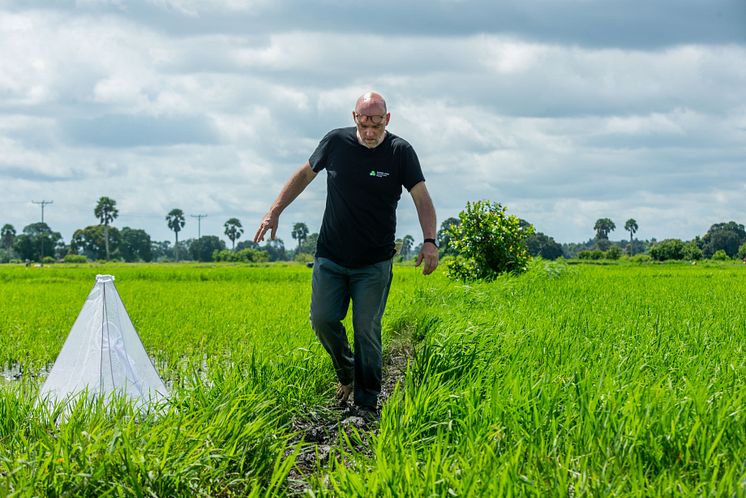 Dr Bart Knols inspecting the rice fields for the drones against malaria trial