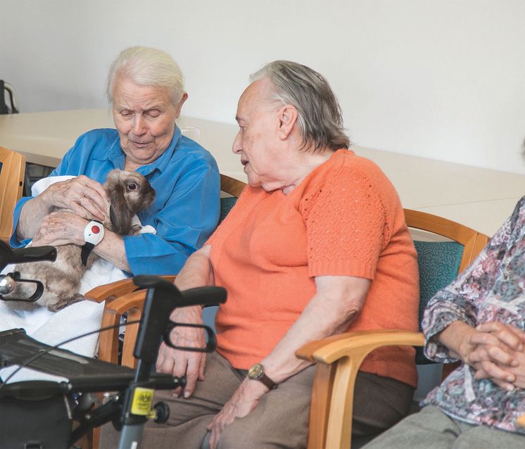 Therapiekaninchen Babsi beim Kennenlernen der Seniorinnen.