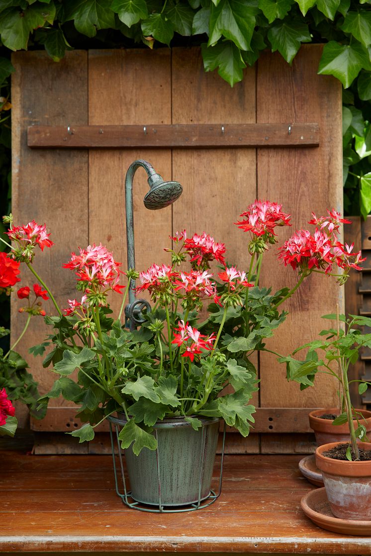 2022_Geraniums_6000_Colourful_Garden_Corners_14