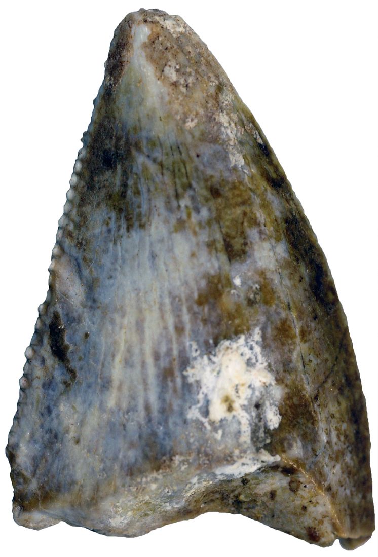 Adaffa Theropod Tooth