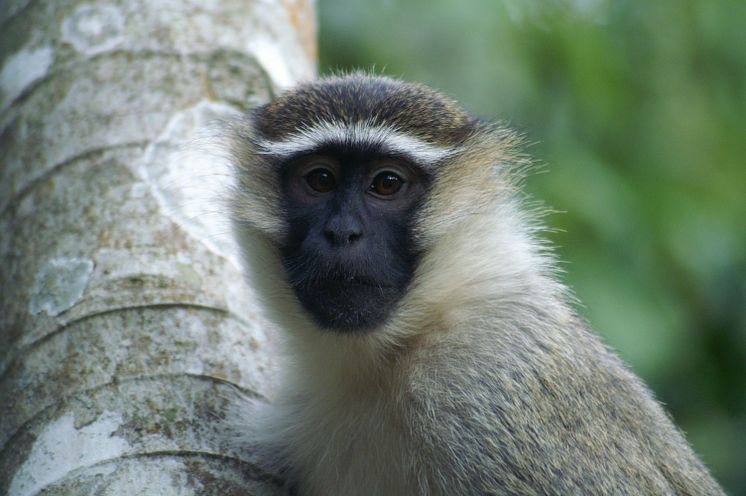 Chlorocebus