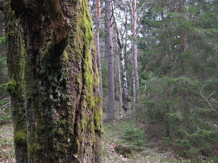 Eklidens naturreservat