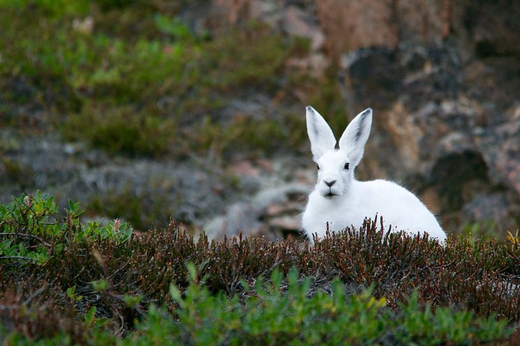 nature-grass-white-meadow-animal-cute-874040-pxhere.com.jpg