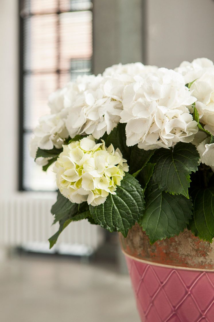 Hortensia - en effektiv luftfuktare med ljuvlig blomning