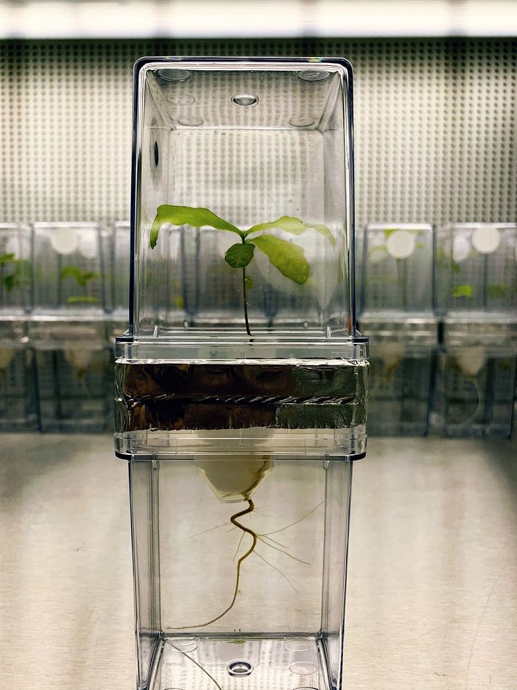 Ekplanta i labmiljö.jpg