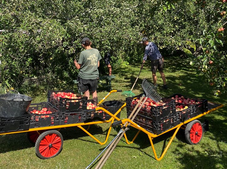 Äppelfest på Kungliga Djurgården