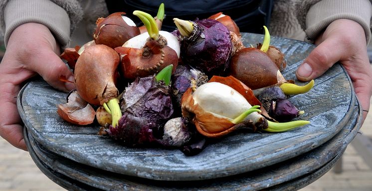 Vår i kruka samt vårfloret på Sofiero