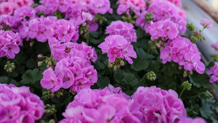 Årets Pelargon 2024 Pelargonium Lavina se de vita kronbladens baksidor SydGrönt 21