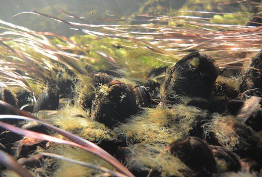 Hotad mussla får hjälp av åtgärdsprogram