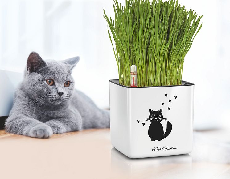 Immer frisches Katzengras