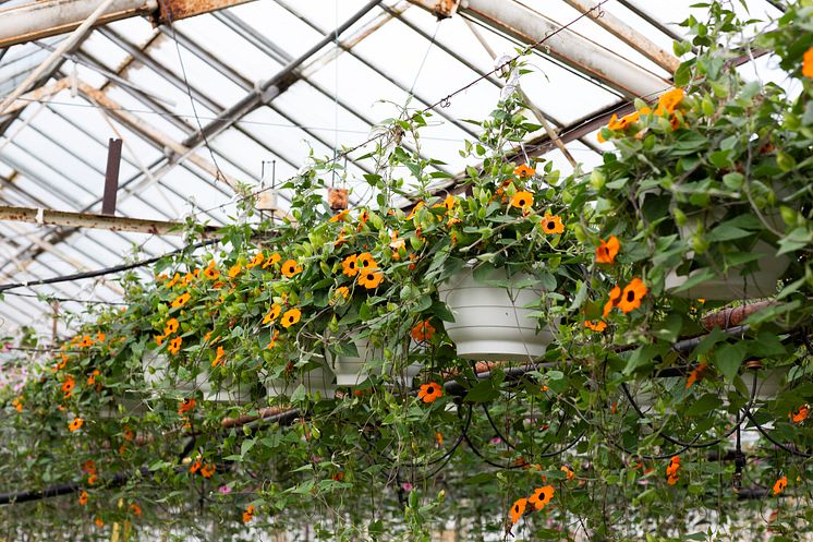 23èrets Sommarblomma 2023 Thunbergia alata Svartîga foto annikasnaturligating