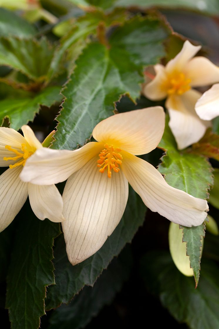 Begonia boliviensis Summerwings Boliviabegonia Foto @annikasnaturligating