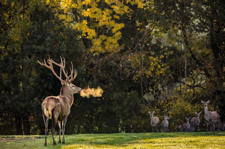 Hirsch ©Schweiz Tourismus / Tina Sturzenegger