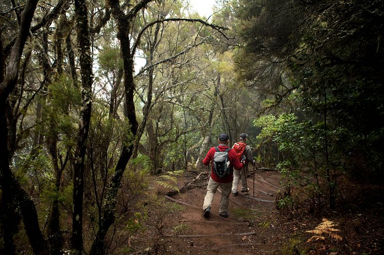 Parque Nacional de Garajonay LaGomera