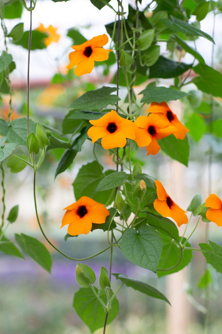 5Årets Sommarblomma 2023 Thunbergia alata Svartöga foto annikasnaturligating B