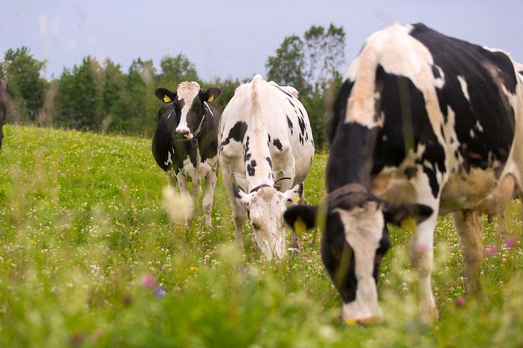 Betande kor skapar biologisk mångfald