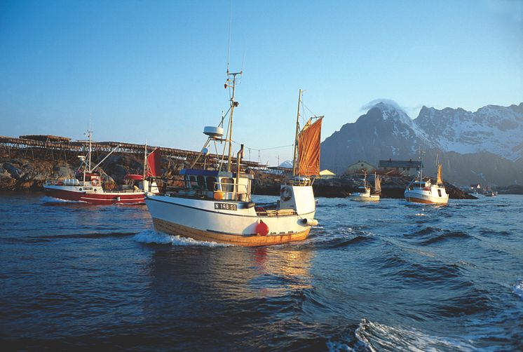 Um 4 Uhr morgens fahren die Skreiboote aufs Meer hinaus. Um die Mittagszeit, wenn es gerade hell geworden ist, kommen sie mit frischer Ware zurück