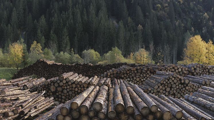 Val di Fiemme - Wood Processing - 4.tif