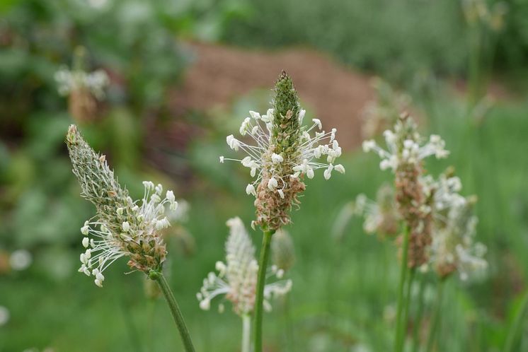 09_Ribwort plantain_Plantago_lanceolata_Neudorff.jpg