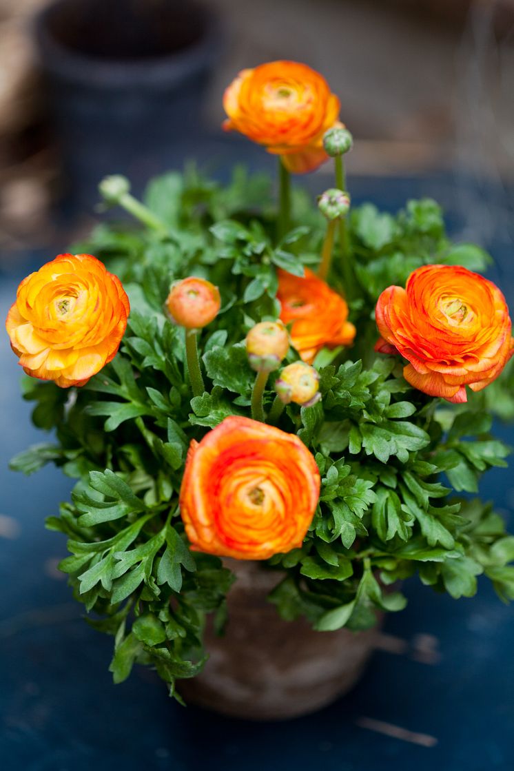 Ranunculus i närbild