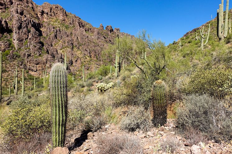 Superstition Mountains i Sonoraöknen