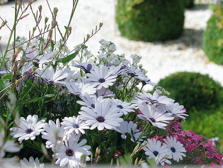 Stjärnöga Osteospermum ecklonis SPRINGSTAR