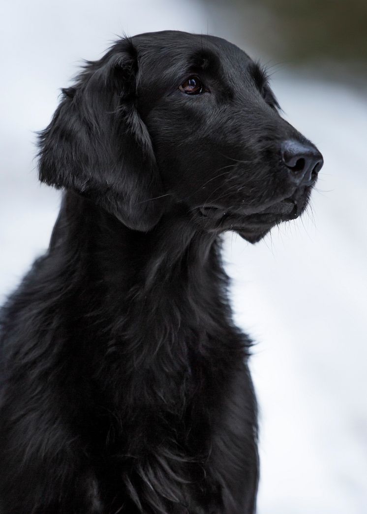 Winnie är Årets bragdhund 2019