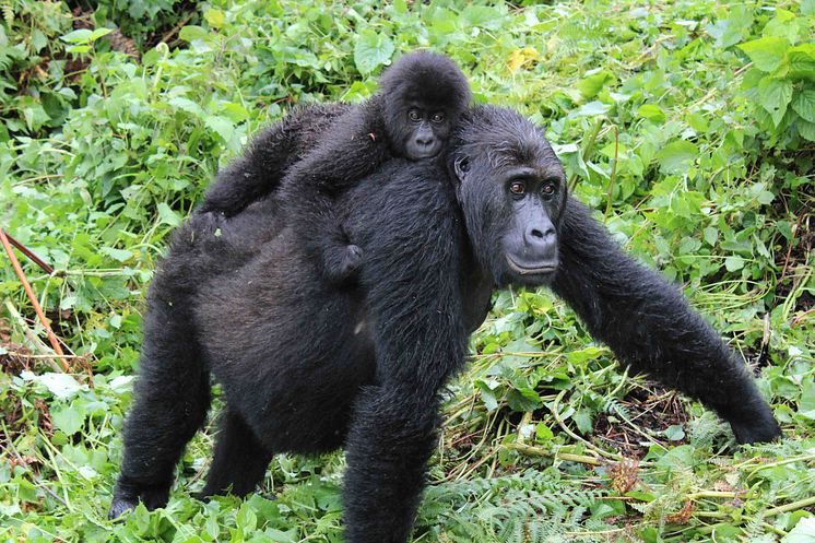 Östlig låglandsgorilla