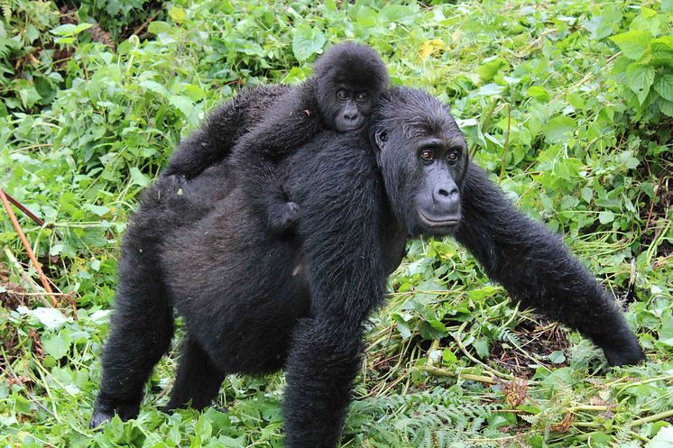 Östlig låglandsgorilla