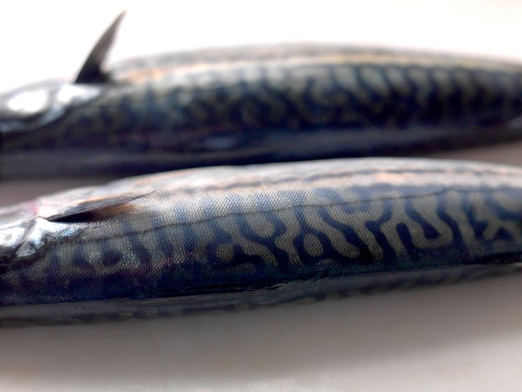 Mackerel from Norway