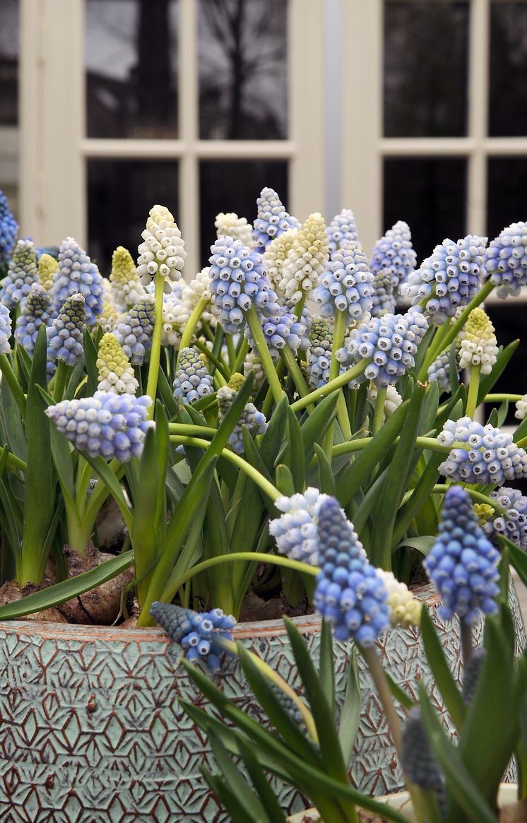 Blå och vita pärlhyacinter, Muscari 