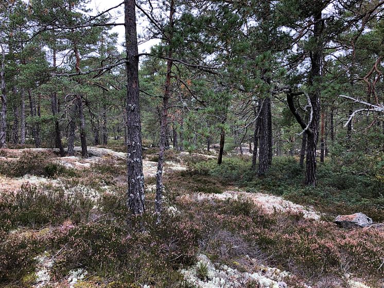 Konst i naturen upphandlas till Kristineberg