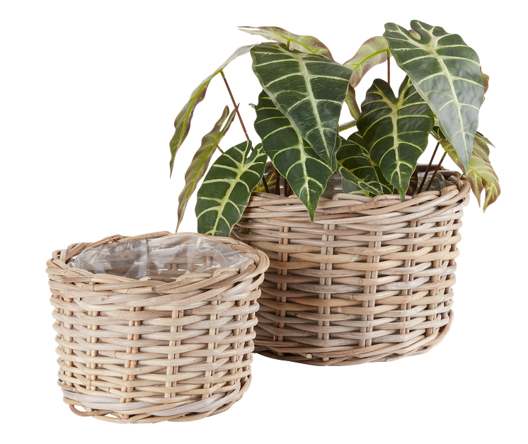 Plantenbak SANSEBIE kubu naturel 2 st.set