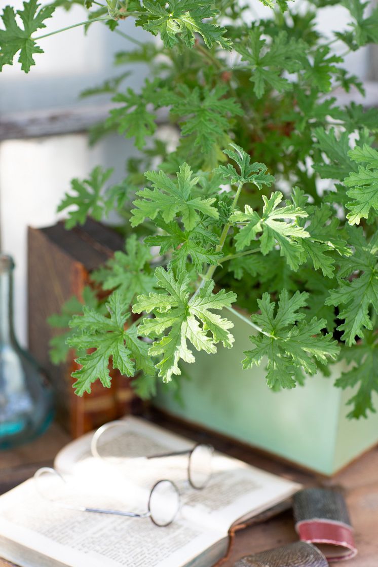 1 Dr Westerlunds Blomma / Rosengeranium, Pelargonium Doftpelargon-Gruppen ’Graveolens’ Grönt Kulturarv G358