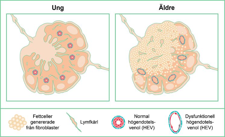 Lymfkörtlar hos ung och äldre