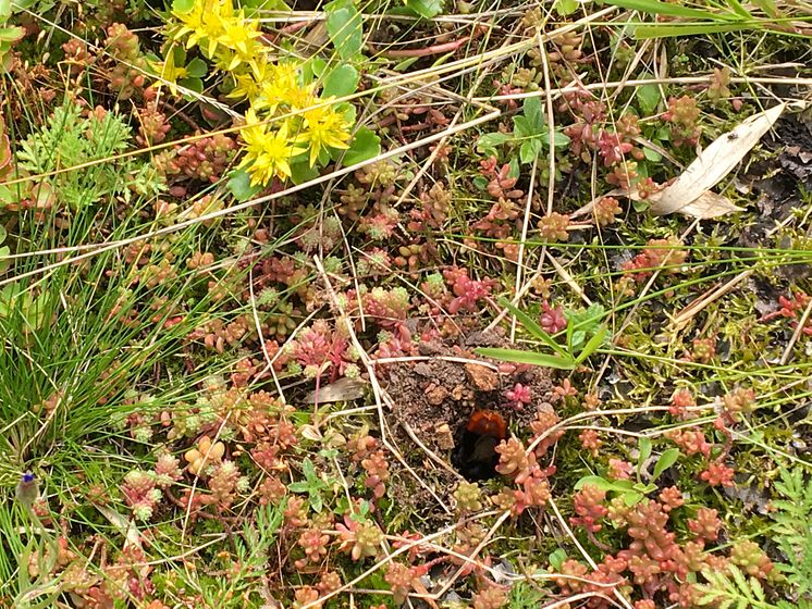 Stenhumledrottning bygger övervintringsbo i Västra hamnen. 