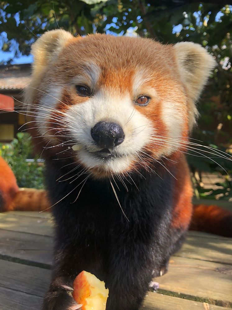 Colchester Zoo - Red Panda Eating