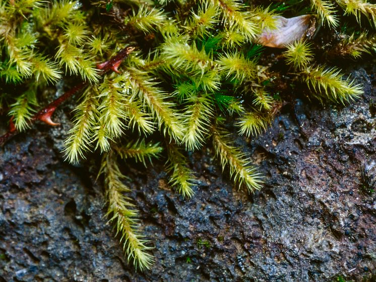 Breutelia azorica, en gullhårsmossa, finns bara på Azorerna och är därmed endemisk för Europa, samt är hotad här. 