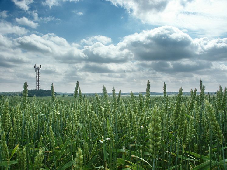 Antennmast på sädesfält