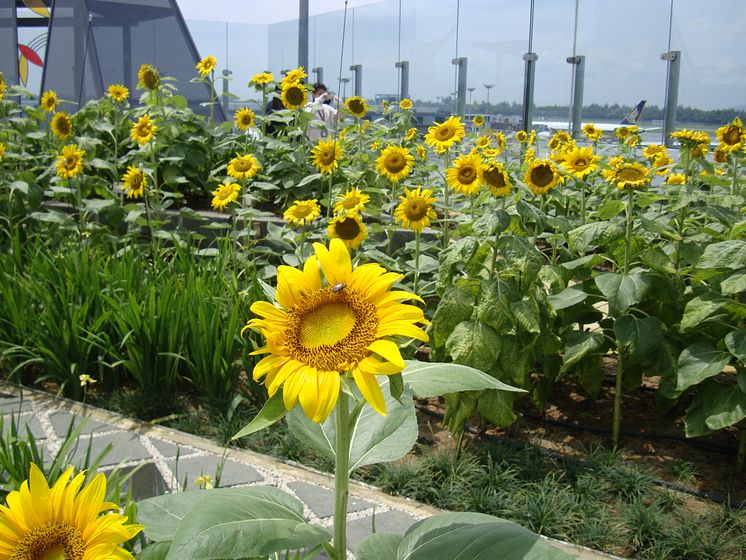 Sunflower garden (day)