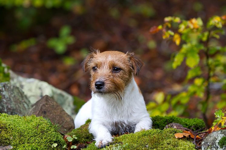 Jack russel terriern Mocka