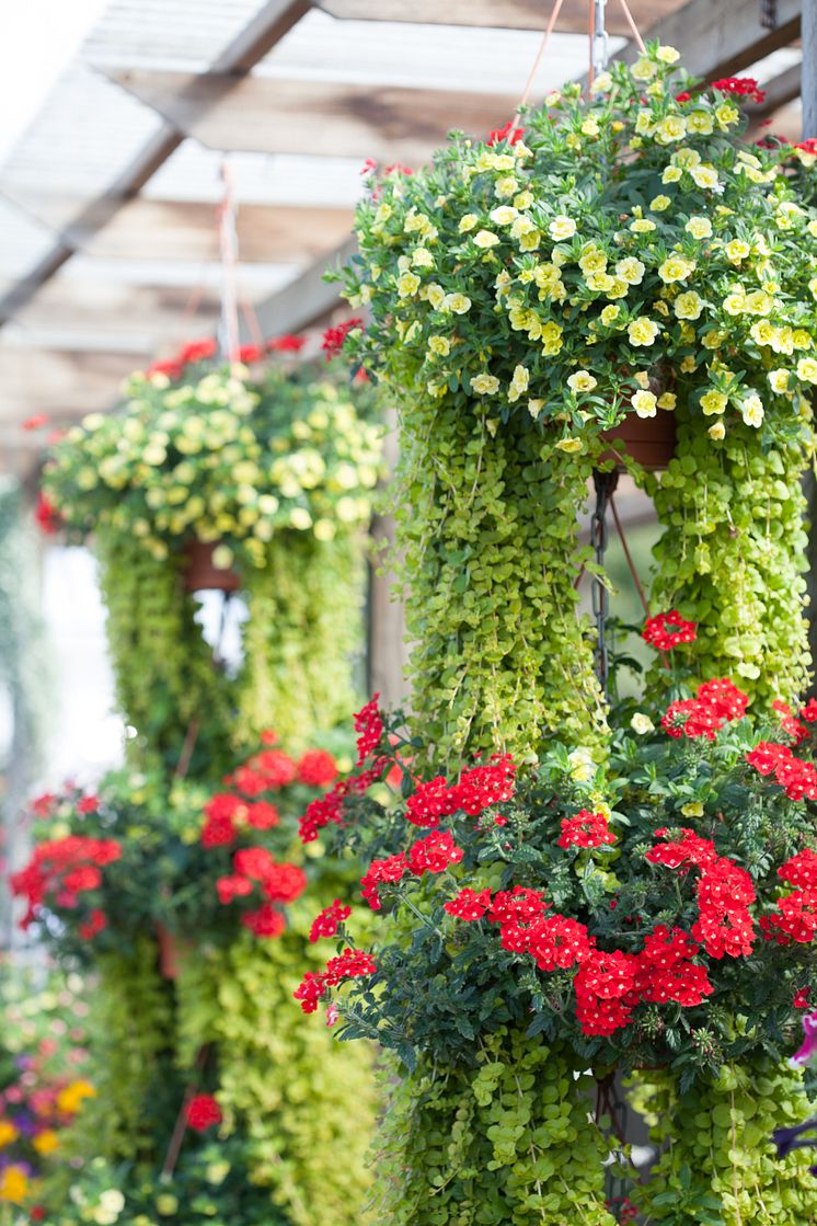 Låt det blomma på höjden 