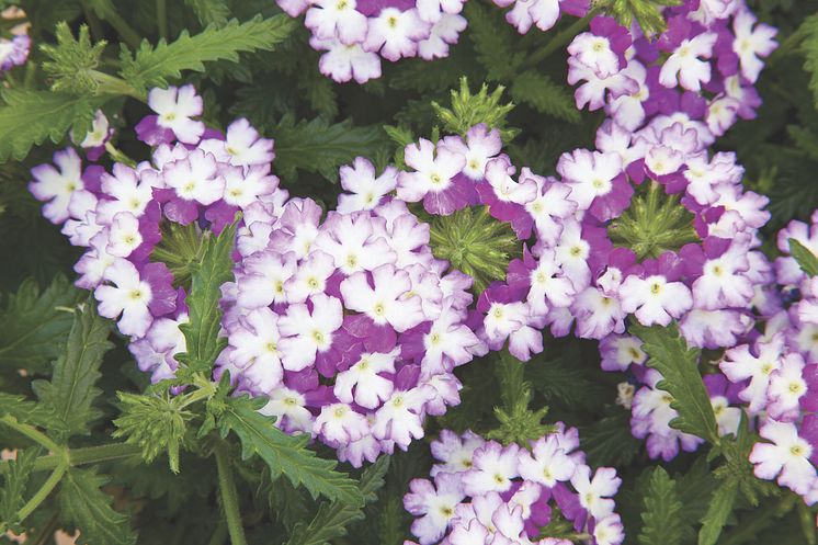  Verbena, Glandularia Landai®Twister Blue 